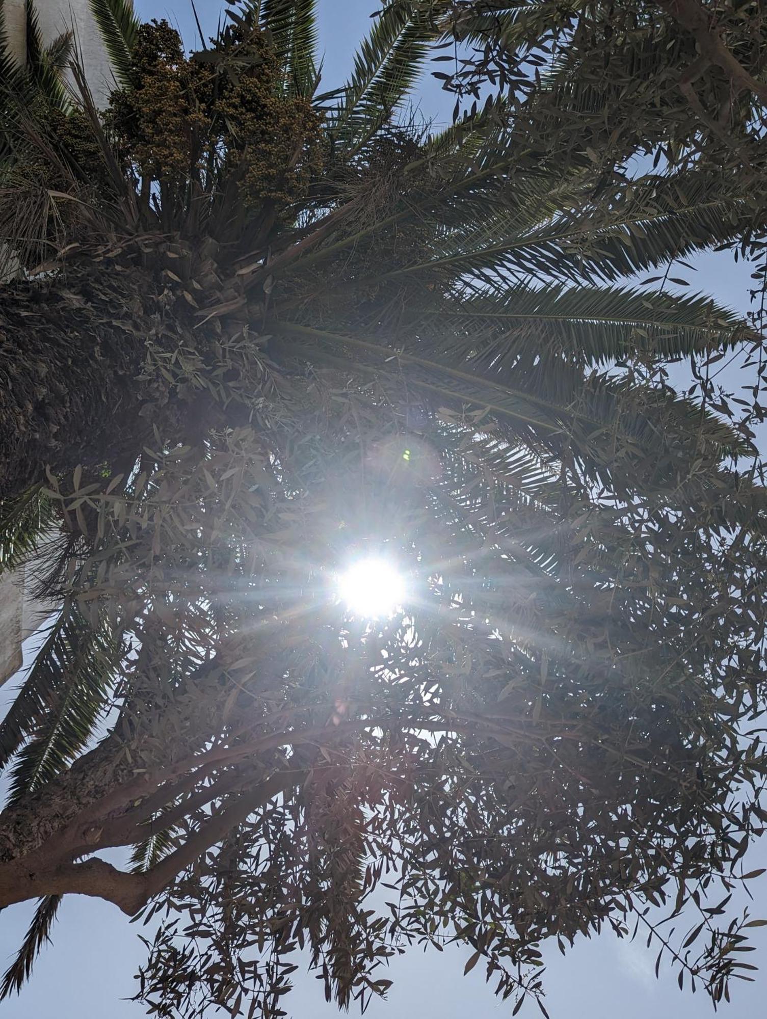 Aghata Palms Riad Esauira Exterior foto